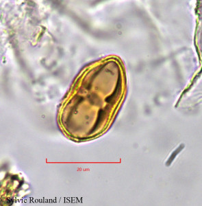 Sylvie.Rouland/Laserpitium_hispidum_810/Laserpitium_hispidum_810_0001(copy)_thumb.jpg