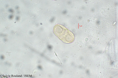 Sylvie.Rouland/Laserpitium_latifolium_5904/Laserpitium_latifolium_5904_0001(copy)_thumb.jpg
