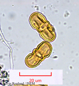 Sylvie.Rouland/Laserpitium_panax_932/Laserpitium_panax_932_0001(copy)_thumb.jpg