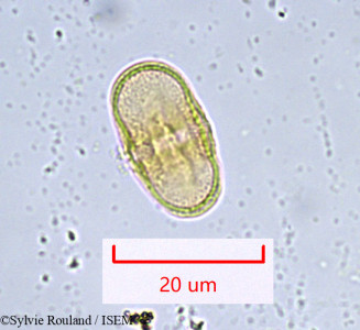 Sylvie.Rouland/Laserpitium_peucedanoides_923/Laserpitium_peucedanoides_923_0001(copy)_thumb.jpg