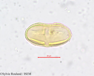 Sylvie.Rouland/Laserpitium_prutenicum_650/Laserpitium_prutenicum_650_0001(copy)_thumb.jpg