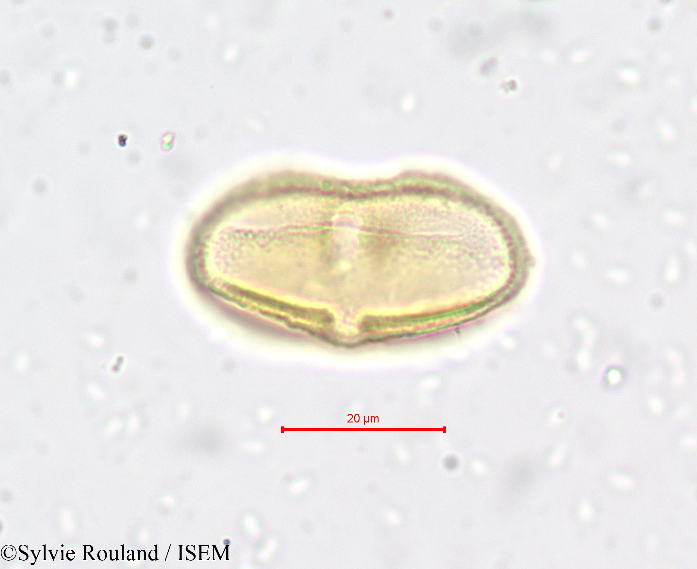 Sylvie.Rouland/Laserpitium_prutenicum_650/Laserpitium_prutenicum_650_0002(copy).jpg