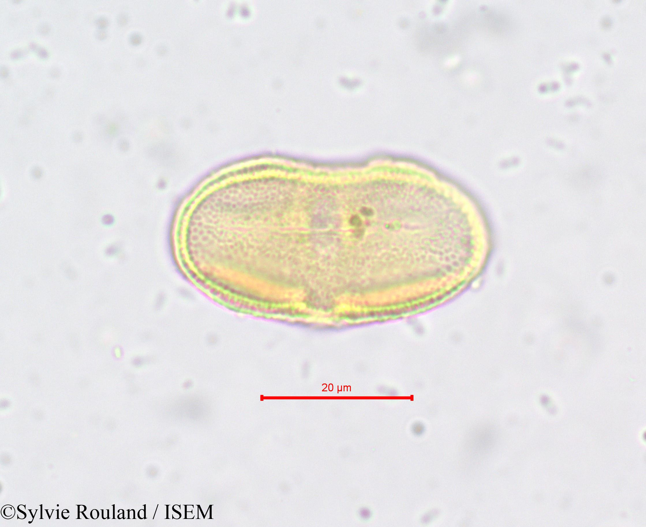 Sylvie.Rouland/Laserpitium_prutenicum_650/Laserpitium_prutenicum_650_0003(copy).jpg