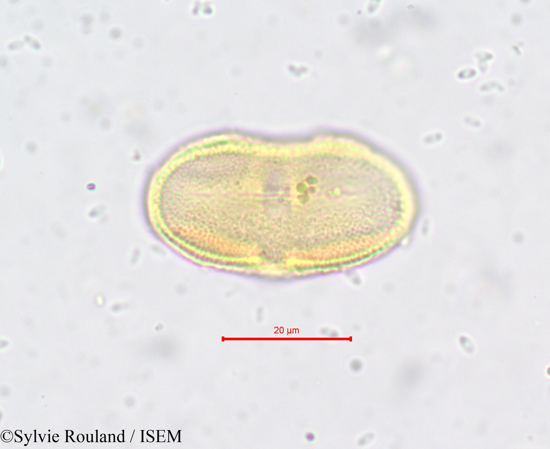 Sylvie.Rouland/Laserpitium_prutenicum_650/Laserpitium_prutenicum_650_0004(copy).jpg