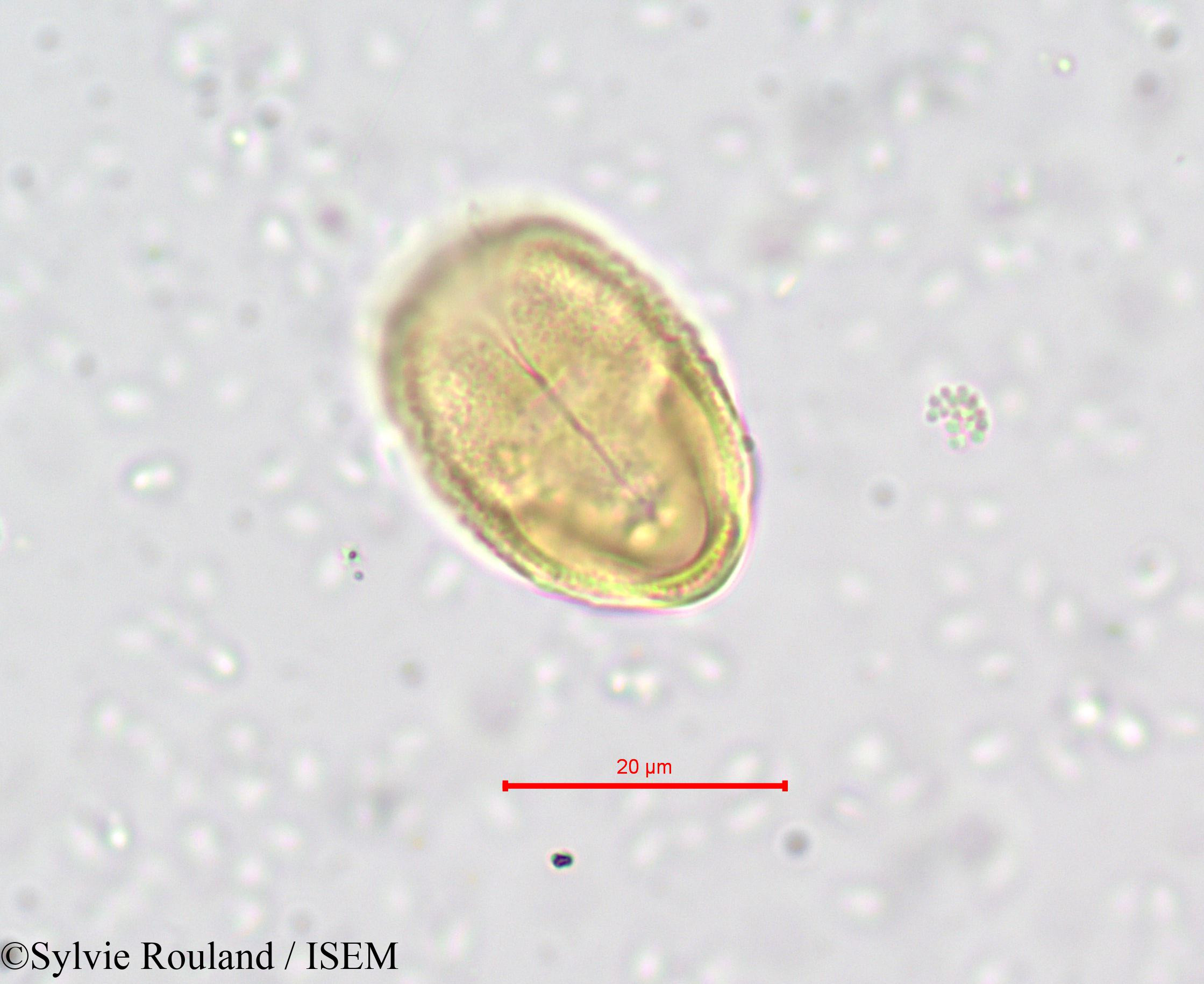 Sylvie.Rouland/Laserpitium_prutenicum_650/Laserpitium_prutenicum_650_0007(copy).jpg