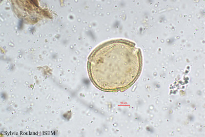 Lasianthus crenulatus - lame n° 5375