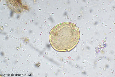 Lasianthus crenulatus - lame n° 5375