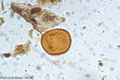 Lasianthus crenulatus - lame n° 5375