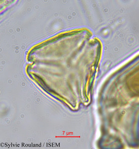 Sylvie.Rouland/Lasiodiscus_fasciculiflorus_547/Lasiodiscus_fasciculiflorus_547_0001(copy)_thumb.jpg