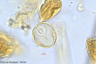 Sylvie.Rouland/Lasiodiscus_mannii_484/Lasiodiscus_mannii_484_0001(copy)_thumb.jpg