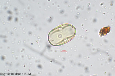 Sylvie.Rouland/Lathyrus_aphaca_5700/Lathyrus_aphaca_5700_0001(copy)_thumb.jpg
