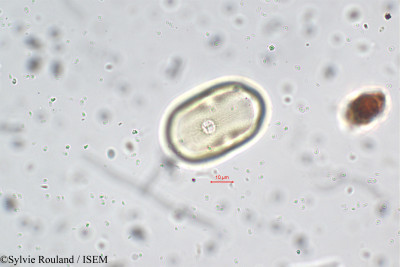 Lathyrus aphaca - lame n° 5700