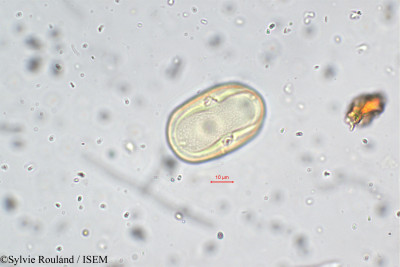 Lathyrus aphaca - lame n° 5700