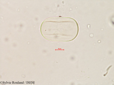 Sylvie.Rouland/Lathyrus_pratensis_4128/Lathyrus_pratensis_4128_0001(copy)_thumb.jpg