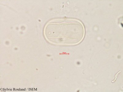 Lathyrus pratensis - lame n° 4128