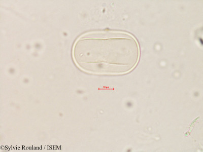 Lathyrus pratensis - lame n° 4128