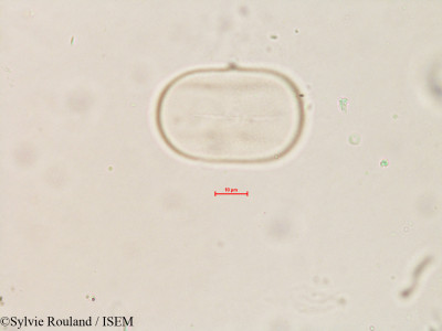 Lathyrus pratensis - lame n° 4128