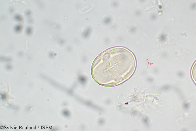 Sylvie.Rouland/Lathyrus_vernus_5905/Lathyrus_vernus_5905_0001(copy)_thumb.jpg