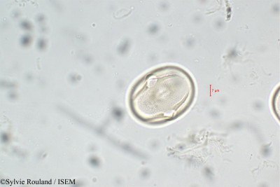 Lathyrus vernus - lame n° 5905