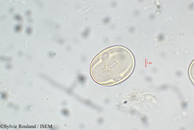 Lathyrus vernus - lame n° 5905