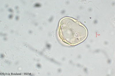 Lathyrus vernus - lame n° 5905