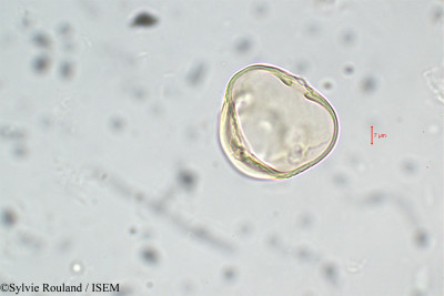 Lathyrus vernus - lame n° 5905