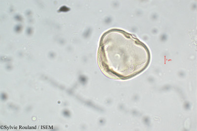 Lathyrus vernus - lame n° 5905