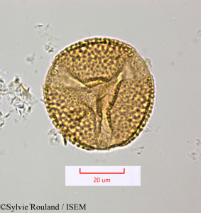 Sylvie.Rouland/Laurentia_longiflora_1543/Laurentia_longiflora_1543_0001(copy)_thumb.jpg