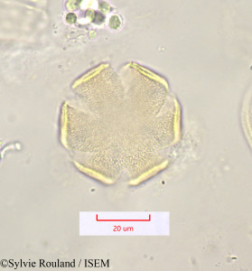 Sylvie.Rouland/Lavandula_pedunculata_1204/Lavandula_pedunculata_1204_0001(copy)_thumb.jpg