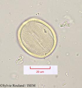 Lavandula stoechas - lame n° 1202