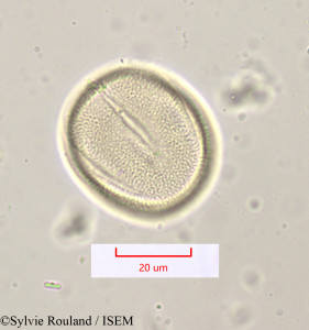 Lavandula stoechas - lame n° 1202