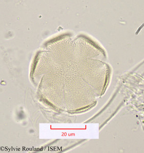 Lavandula stoechas - lame n° 1202