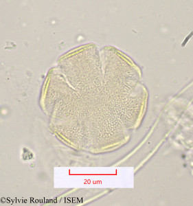 Lavandula stoechas - lame n° 1202