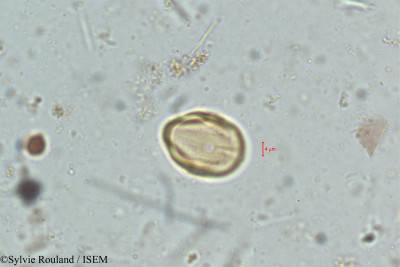 Sylvie.Rouland/Lawsonia_inermis_5063/Lawsonia_inermis_5063_0001(copy)_thumb.jpg