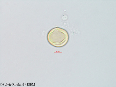 Sylvie.Rouland/Lebeckia_retamoides_2801/Lebeckia_retamoides_2801_0001(copy)_thumb.jpg