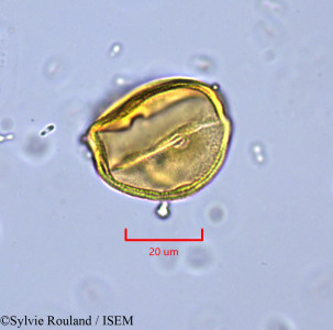 Lechea leggetti - lame n° 1721