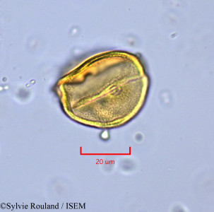 Lechea leggetti - lame n° 1721