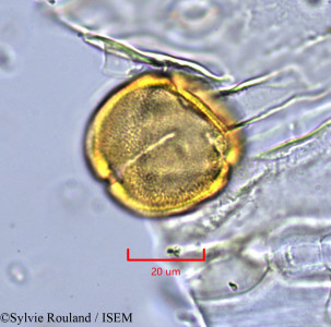 Lechea leggetti - lame n° 1721