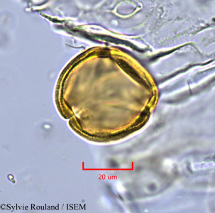 Lechea leggetti - lame n° 1721