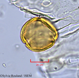 Lechea leggetti - lame n° 1721