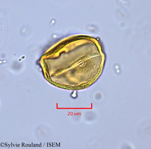 Lechea leggetti - lame n° 1721