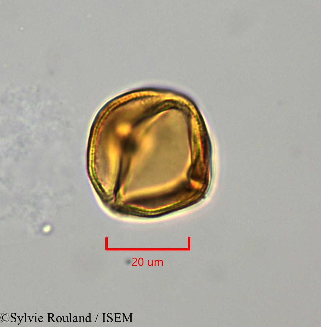 Sylvie.Rouland/Lechea_racemulosa_1722/Lechea_racemulosa_1722_0001(copy).jpg