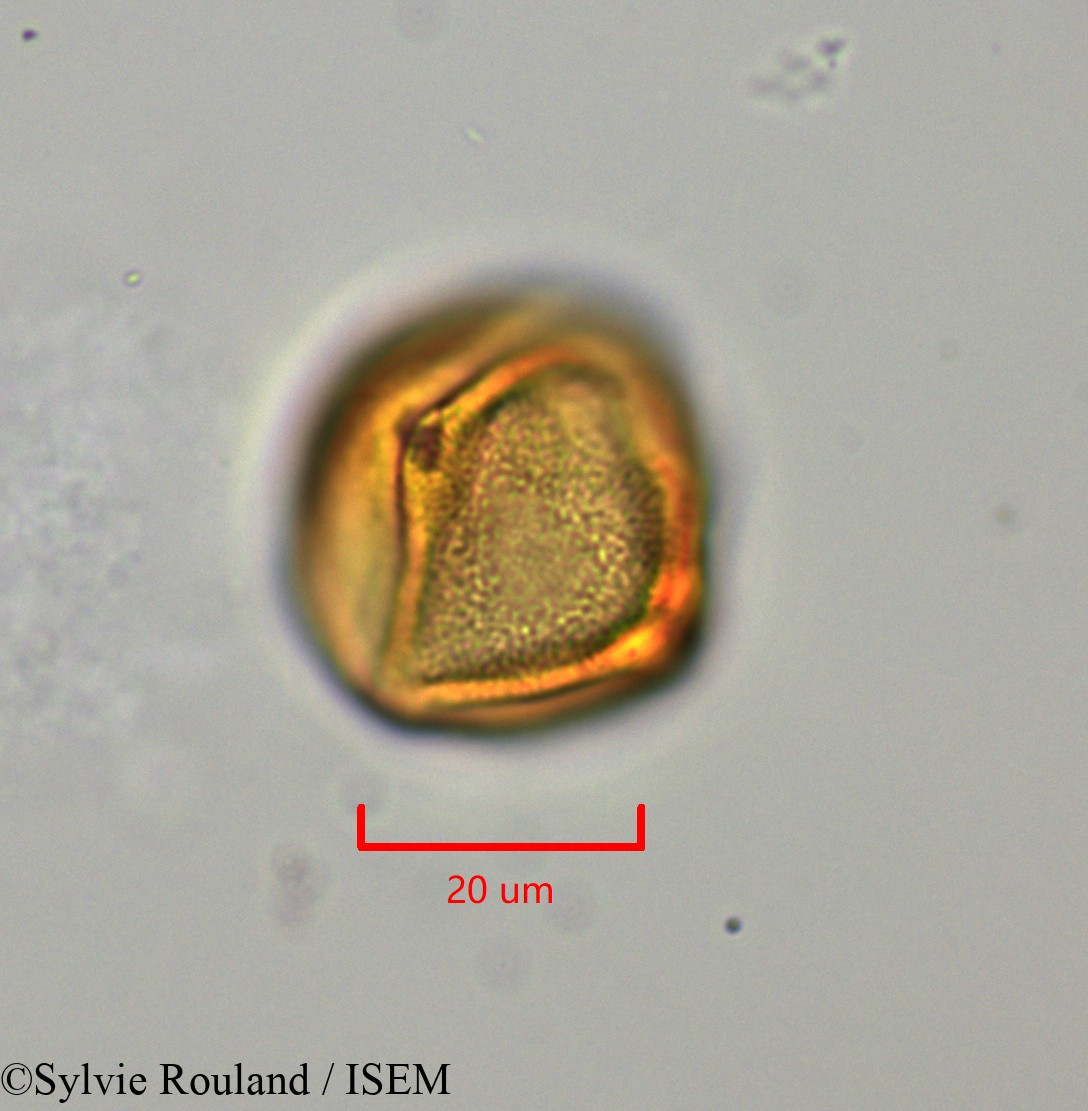 Sylvie.Rouland/Lechea_racemulosa_1722/Lechea_racemulosa_1722_0003(copy).jpg