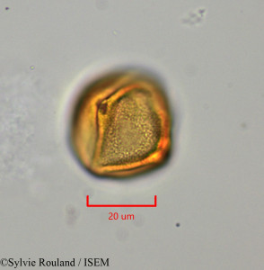 Lechea racemulosa - lame n° 1722