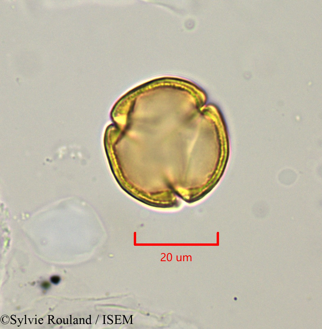 Sylvie.Rouland/Lechea_racemulosa_1722/Lechea_racemulosa_1722_0006(copy).jpg