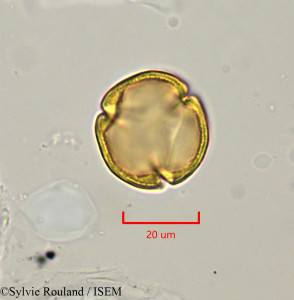 Lechea racemulosa - lame n° 1722