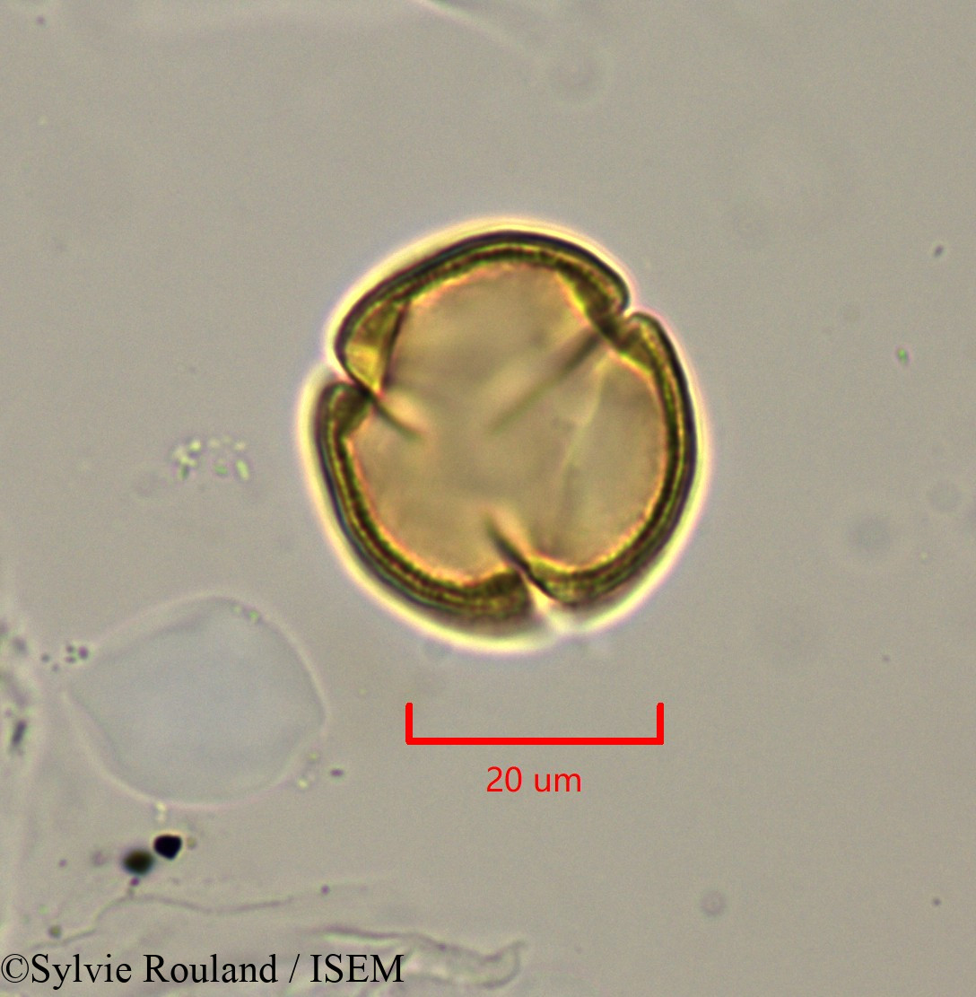 Sylvie.Rouland/Lechea_racemulosa_1722/Lechea_racemulosa_1722_0009(copy).jpg