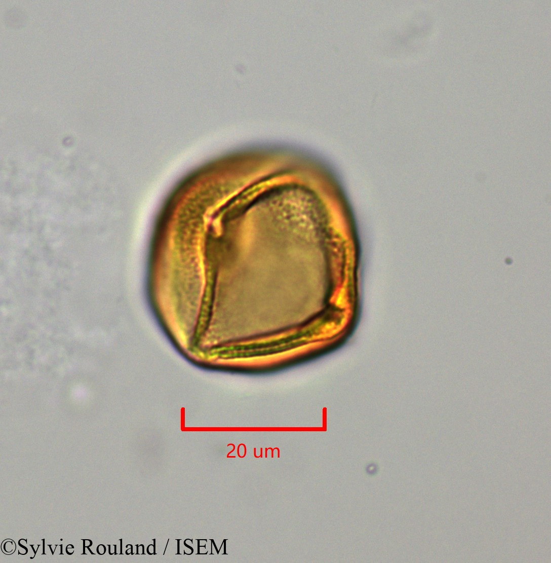 Sylvie.Rouland/Lechea_racemulosa_1722/Lechea_racemulosa_1722_0011(copy).jpg