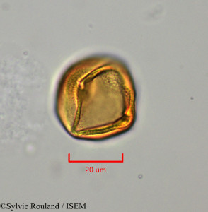 Lechea racemulosa - lame n° 1722
