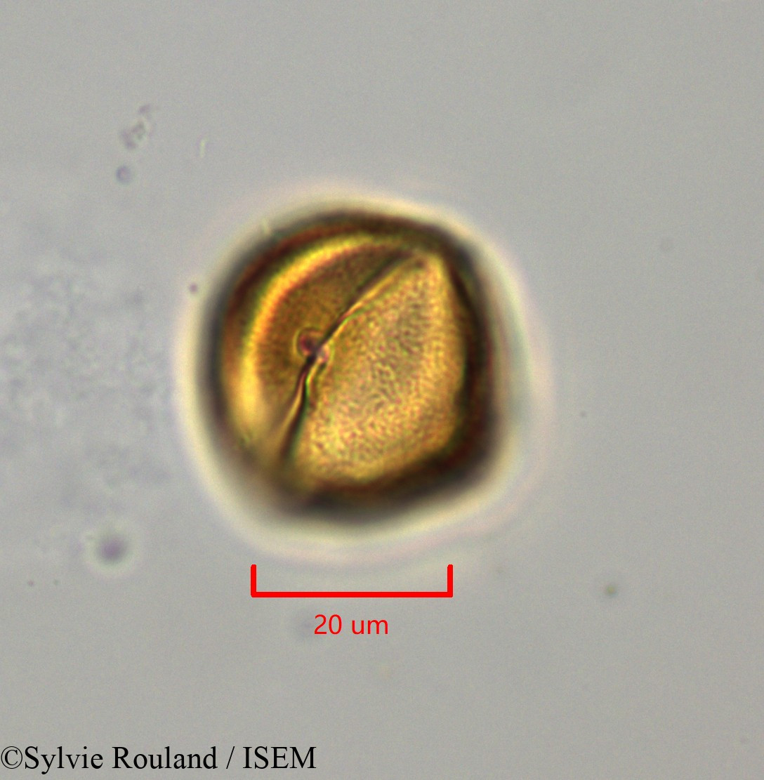 Sylvie.Rouland/Lechea_racemulosa_1722/Lechea_racemulosa_1722_0012(copy).jpg